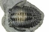 Multi-Tone Hollardops Trilobite Fossil - Ofaten, Morocco #311125-1